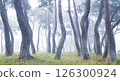 A misty pine forest like a sumi-e painting 126300924
