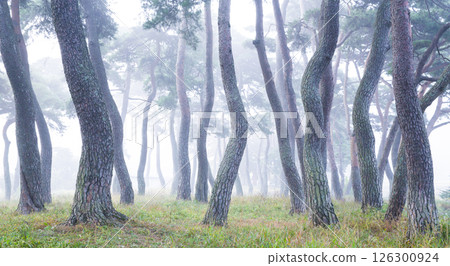 A misty pine forest like a sumi-e painting 126300924