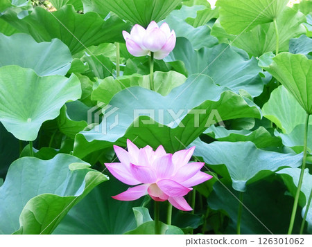 Lotus flowers at Yakushiike Park (Machida, Tokyo) 126301062