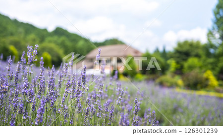 Lavender flowers Hiruzen Kogen 126301239