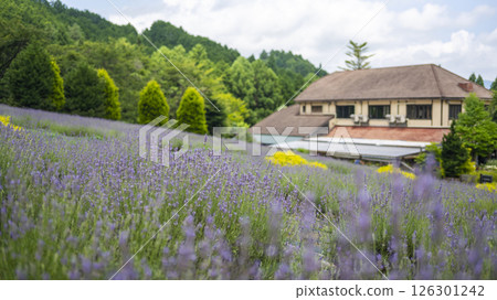 Lavender flowers Hiruzen Kogen 126301242