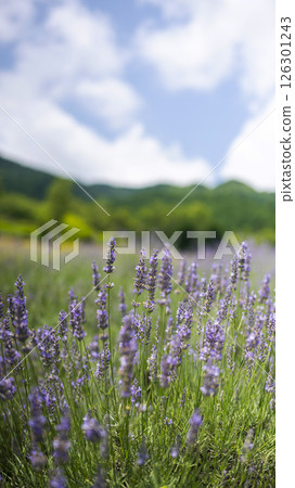 Lavender flowers Hiruzen Kogen 126301243
