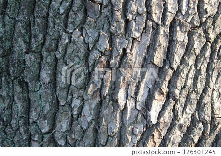 Tree bark close-up texture image 126301245