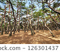 a beautiful pine forest 126301437