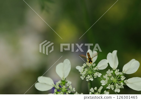 Orlaya blooming in a flower bed 126301465