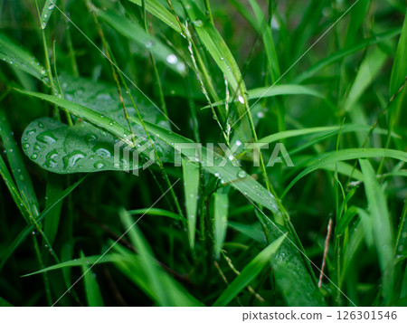 Fresh nature Close up Grass leaf with water dew drop after rain. Fresh nature Close up Grass leaf with water dew drop after rain. 126301546