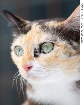 Close-up portrait of a calico cat with green eyes. 126301568