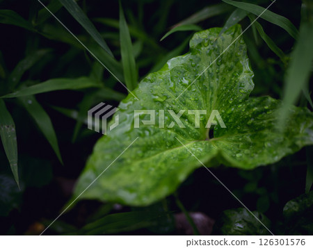 fresh green plants in the rain. Natural green background with leaf and drops of water. 126301576