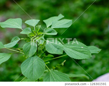 Acalypha indica of Indian acalypha also know as Indian Mercury or Indian Nettle. It is known for its medicinal use and the attraction of its root to domestic cats similar properties to catnip. Acalypha indica of Indian acalypha also know as Indian Mercury or Indian Nettle. It is known for its medicinal use and the attraction of its root to domestic cats similar properties to catnip. 126301591