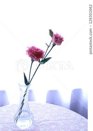 粉紅色洋桔梗 126301662