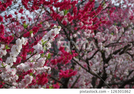 Blooming peach blossoms and colorful young leaves 126301862