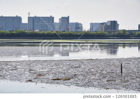 Yatsu tidal flat (Narashino City, Chiba Prefecture) 126301885