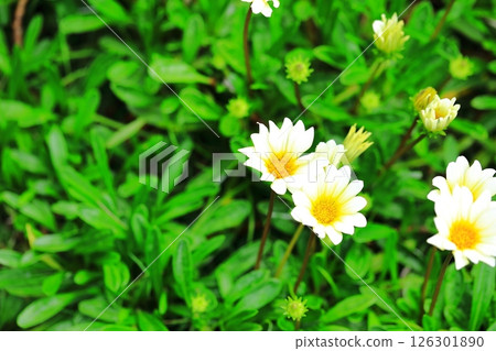 在雜色菊屬植物的白花 126301890