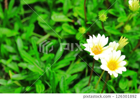 在雜色菊屬植物的白花 在雜色菊屬植物的白花 126301892