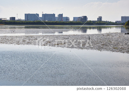 Yatsu tidal flat (Narashino City, Chiba Prefecture) 126302088