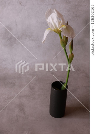 A single white iris 126302163