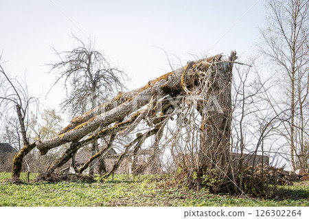 Fallen Tree in Rural Landscape. Centennial Linden Tree 126302264