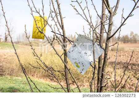 Sticky Traps for Insect Control on Fruit Trees in the Field 126302273
