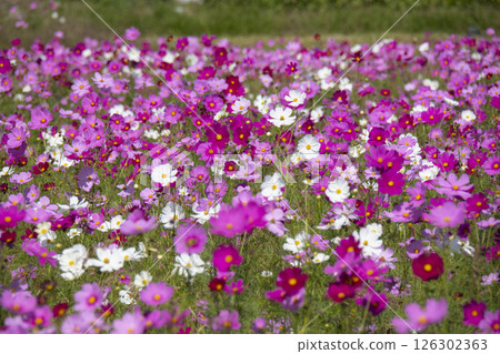 Cosmos Cosmos 126302363