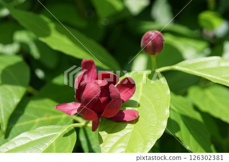 Kurobana Rubai Kurobana Rubai 126302381