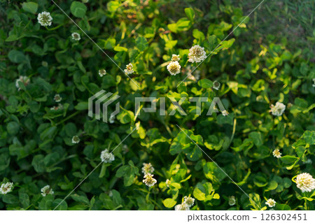 White clover shining in the spring light 126302451