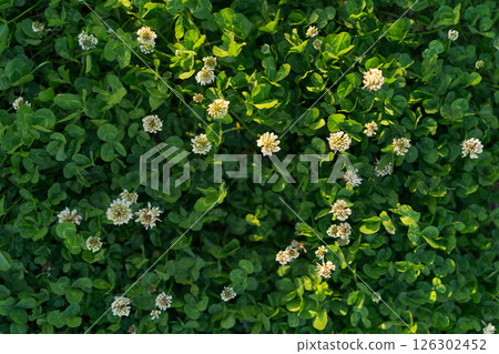 White clover shining in the spring light 126302452
