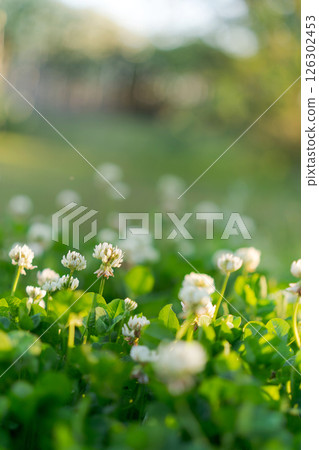 White clover shining in the spring light 126302453