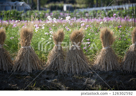 Rice field and straw 126302592