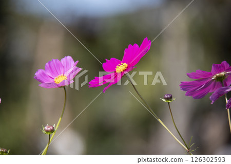 秋天的陽光下綻放的波斯菊 秋天的陽光下綻放的波斯菊 126302593