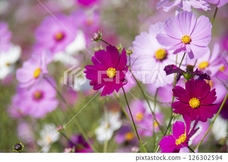 Red purple cosmos 126302594