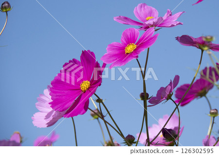 Cosmos Cosmos 126302595