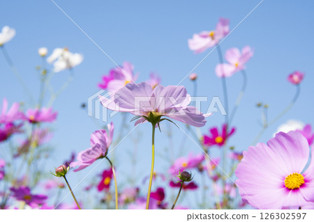 Fall cherry tree 126302597