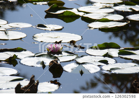 Pink water lilies reflected on the surface of the water Pink water lilies reflected on the surface of the water 126302598