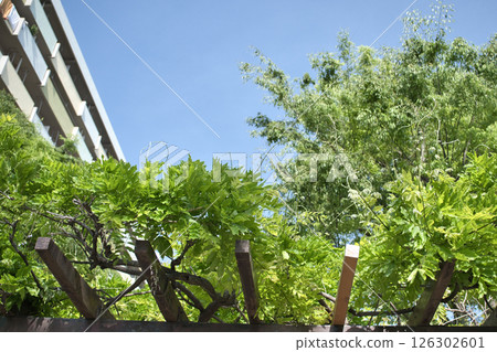 Early summer in the housing complex Early summer in the housing complex 126302601