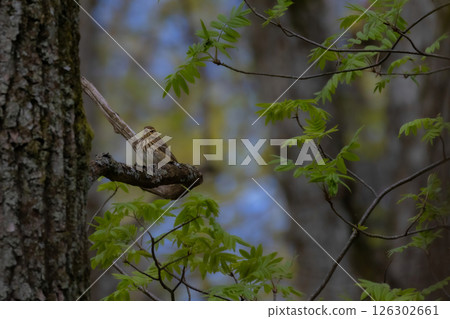 Tree Pipit on branch of tree - Anthus trivialis Tree Pipit on branch of tree - Anthus trivialis 126302661