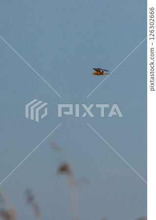Circus aeruginosus flying against clear blue sky 126302666