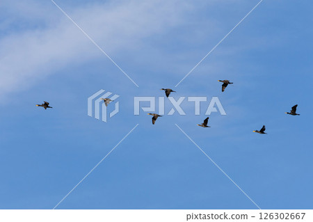 A flock of Black Cormorants flying in blue sky. A flock of Black Cormorants flying in blue sky. 126302667
