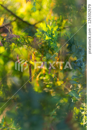 Acacia pod 126302679
