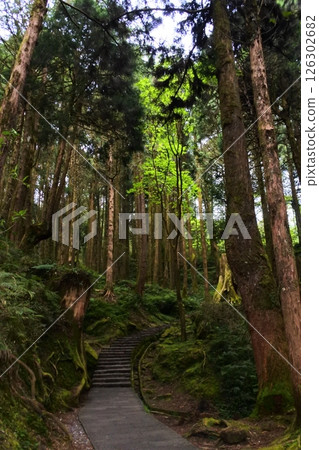 台灣阿里山森林遊樂區 126302682