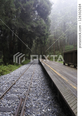 台灣阿里山水山步道 126302684