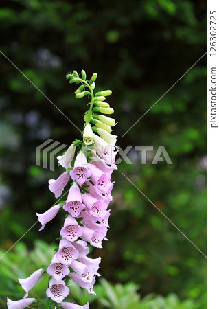 Digitalis blooming in the park 126302725