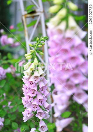 Digitalis blooming in the park 126302726