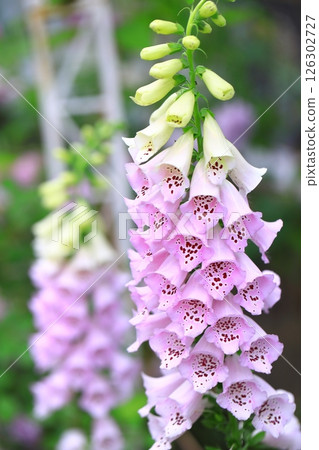 Digitalis blooming in the park 126302727