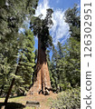 Sequoia National Park, United States 126302951