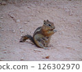 United States Wildlife 126302970