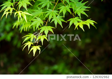 Image of fresh greenery: Green maples [Momiji Valley, Yokkaichi City, Mie Prefecture] 126302982