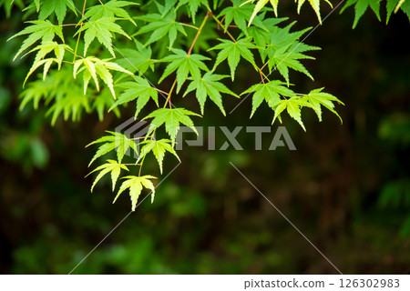 Image of fresh greenery: Green maples [Momiji Valley, Yokkaichi City, Mie Prefecture] 126302983