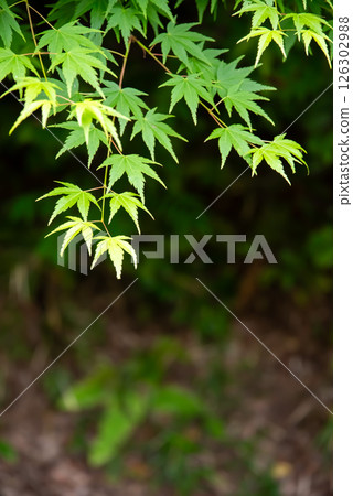 新綠意象：綠楓[三重郡四日市紅葉溪] 126302988