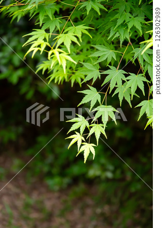 Image of fresh greenery: Green maples [Momiji Valley, Yokkaichi City, Mie Prefecture] 126302989