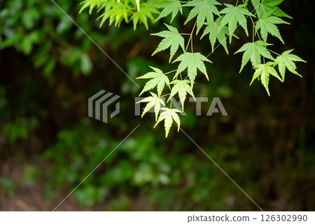 Image of fresh greenery: Green maples [Momiji Valley, Yokkaichi City, Mie Prefecture] 126302990